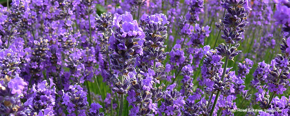 Lavendel von Rosel Eckstein